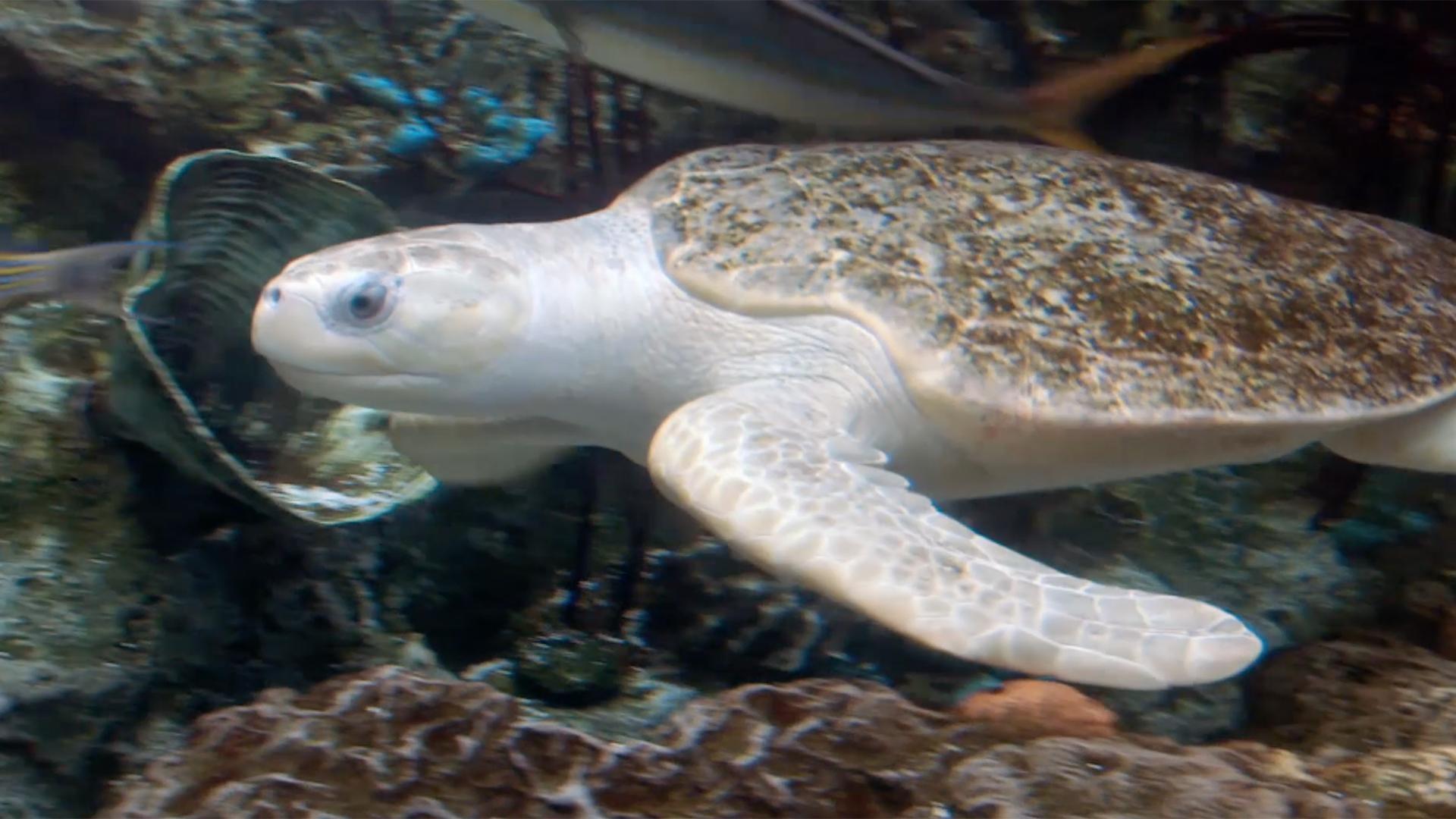 The Kratts introduce a creature which hasn't changed throughout the years – the sea turtle