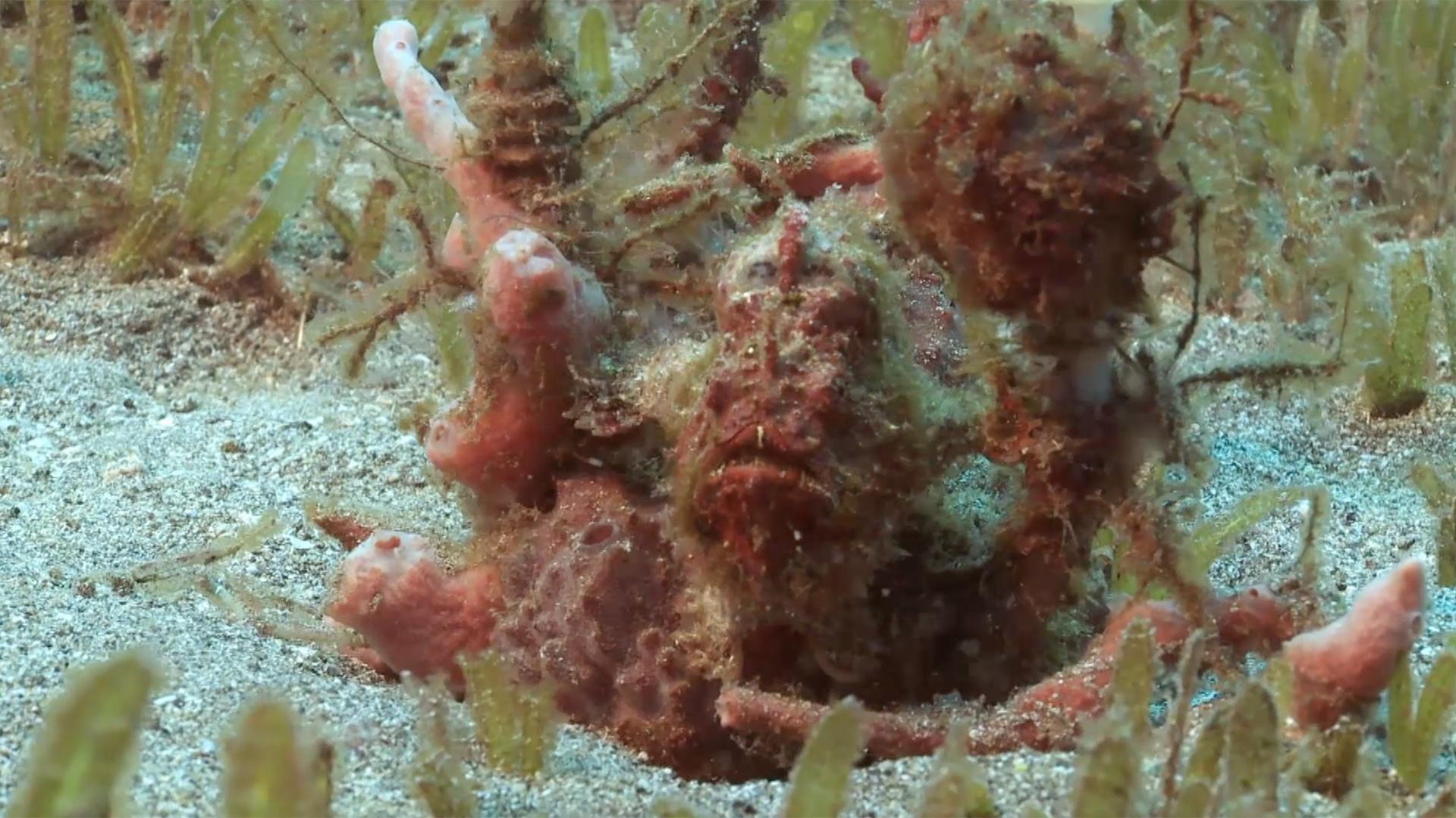 Chris and Martin show the different ways frogfish catch their prey!