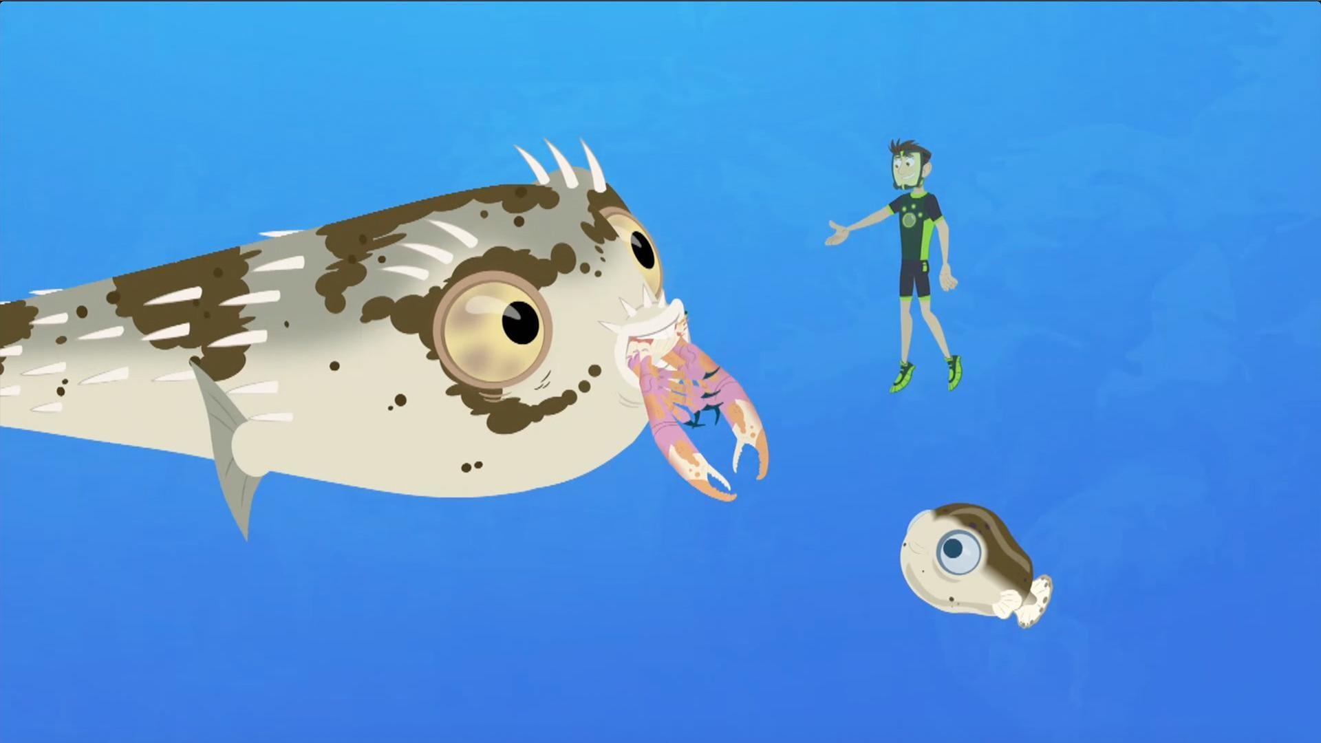 Puffy the blowfish teaches a younger blowfish how to find food on the seabed.