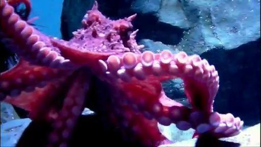 The Kratt brothers introduce us to Georgia, a giant Pacific octopus.