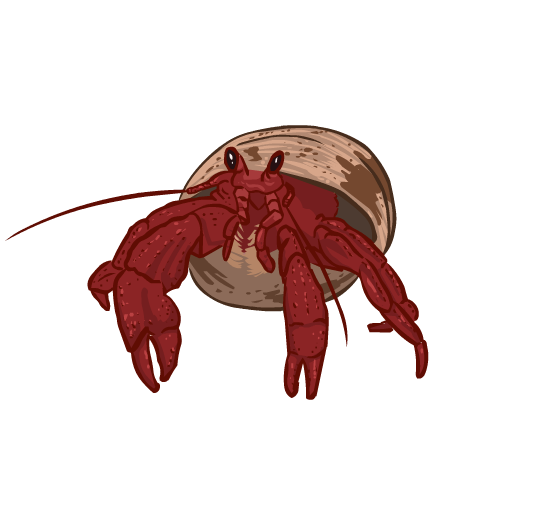An illustration of a red hermit crab in a brown shell.