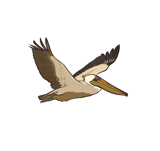 An illustration of a pelican flying through the air.
