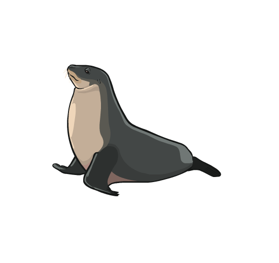 An illustration of a sea lion from the side.
