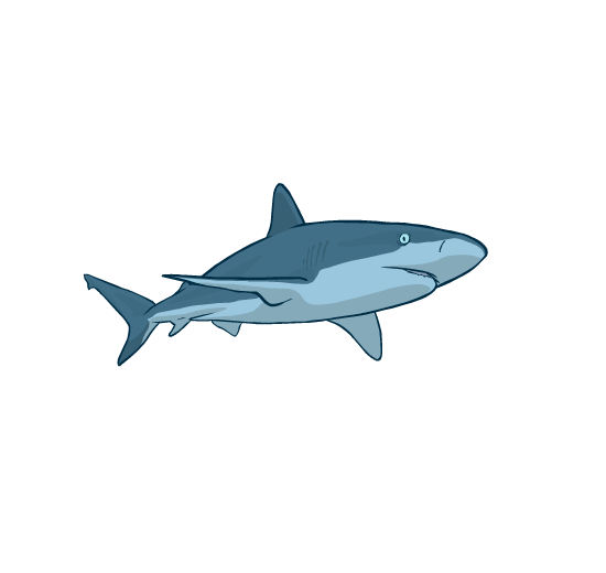 An illustration of a shark swimming through the water.
