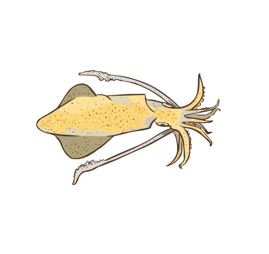 A top-down illustration of a squid, swimming through the water.