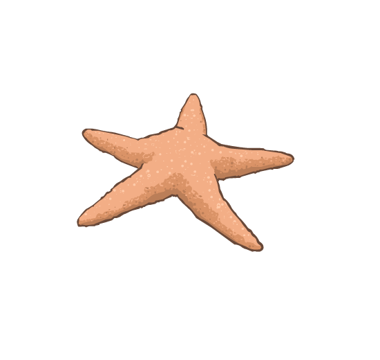 An illustration of a starfish.