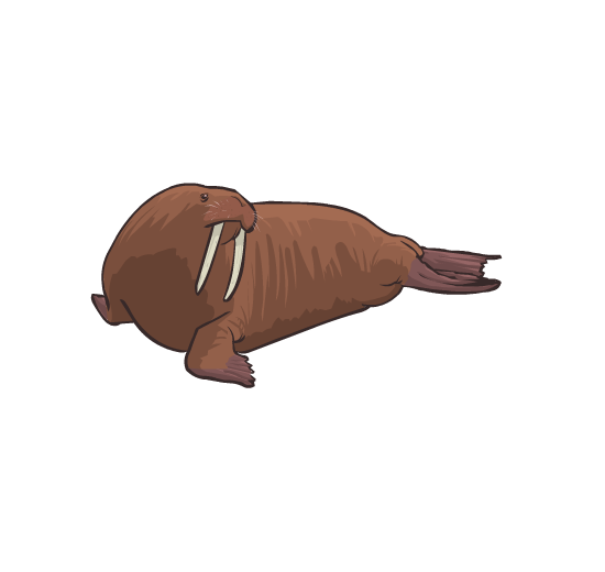 An illustration of a walrus, looking off to its side.