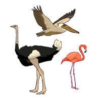 An illustration of an ostrich, a flamingo, and a pelican flying through the air.