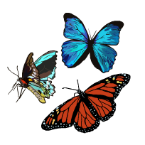 An illustration of three butterflies of different colors. One is bright blue and black, one is dark orange and black, and one is a variety of blues and browns.