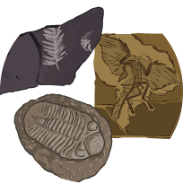 An illustration of three fossils, showing the remains of ancient plant and animal life.