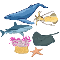 An illustration of a variety of ocean animals, including a squid, a shark, coral, and a sea star.