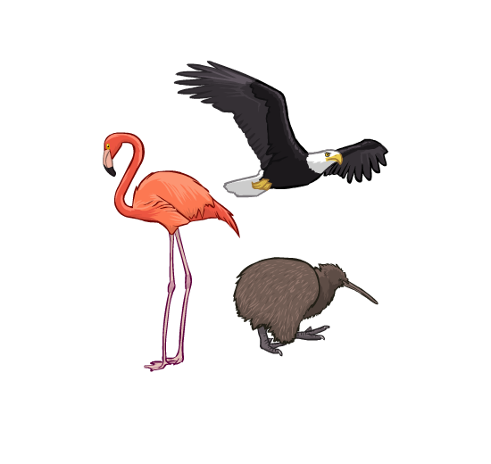 An illustration of a flamingo, an eagle flying through the air, and a kiwi bird.