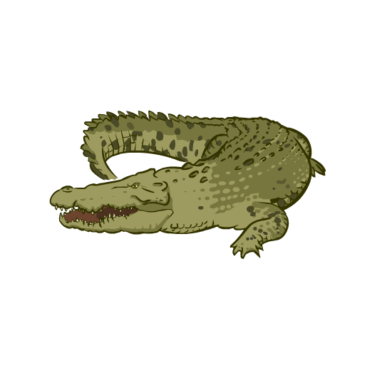 An illustration of a crocodile, moving across the ground.