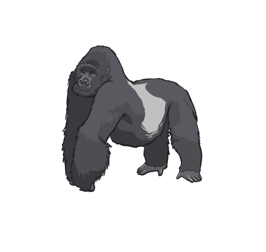 An illustration of a gorilla standing on all fours.