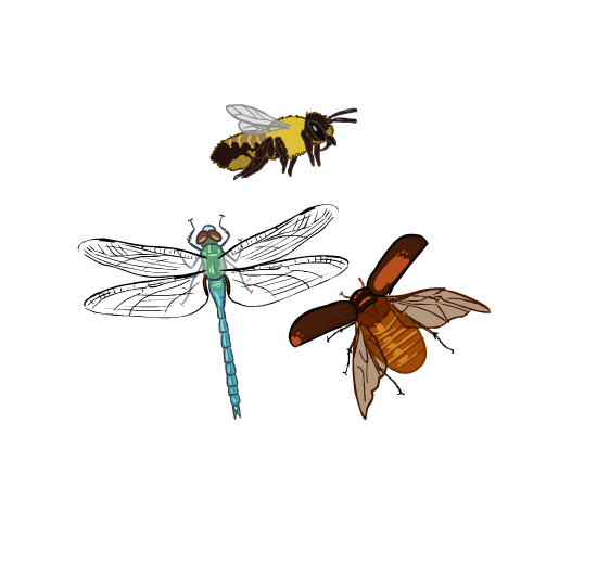 An illustration of a bee, dragonfly, and beetle, each flying with their wings spread.