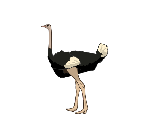 An illustration of an ostrich walking.