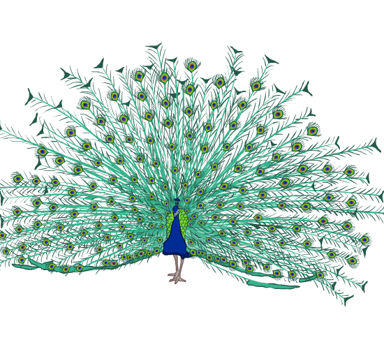 An illustration of a peacock with its tail feathers spread out.