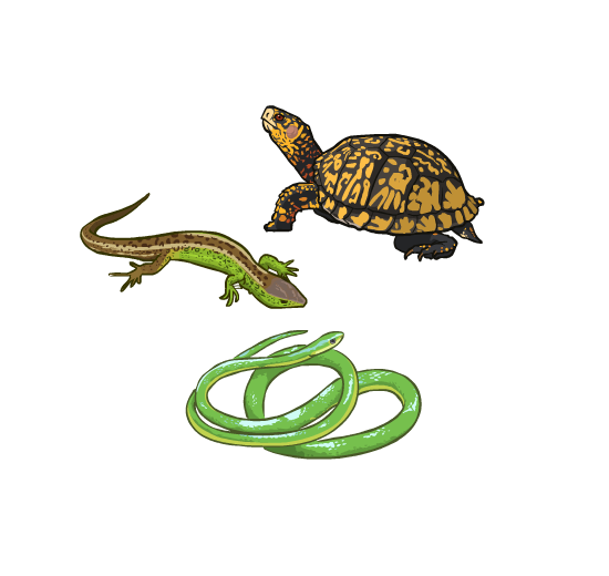 An illustration of three reptiles: a turtle, a snake, and a lizard.