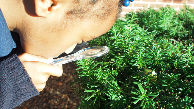 Girl looks at plant with lens